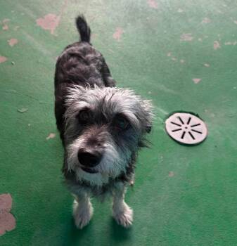 Rivet -  Miniature Schnauzer Dog for Adoption in Phoenix, Arizona - Rivet | PetCurious