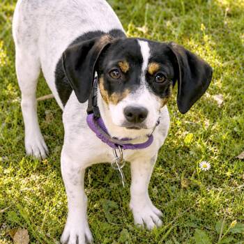 Australian Cattle Dog Blue Heeler and Terrier Dogs Available for Adoption in Boerne, Texas - Etta | PetCurious