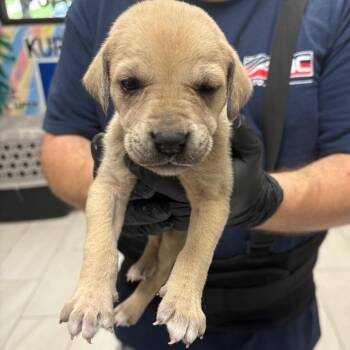Mixed Breed Dogs Available for Adoption in Lufkin, Texas - Glimmer | PetCurious