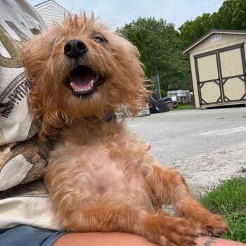 Goose -  Yorkshire Terrier Dog for Adoption in Windsor, Virginia - Goose | PetCurious