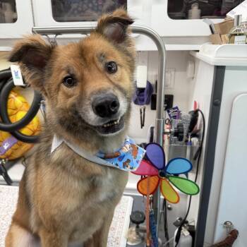 Limbo -  Australian Shepherd and German Shepherd Dog Dog for Adoption in Fort Pierce, Florida - Limbo | PetCurious