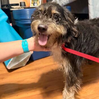 Henry (Benefactor Dog) -  Border Terrier and Schnauzer Dog for Adoption in New Orleans, Louisiana - Henry (Benefactor Dog) | PetCurious
