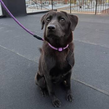 Black Labrador Retriever Dogs Available for Adoption in New York, New York - Onyx | PetCurious