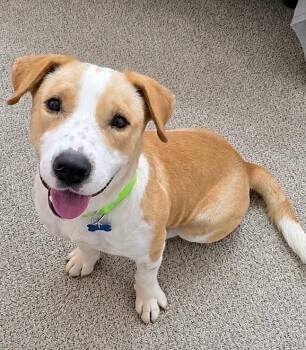Terrier and Pit Bull Terrier Dogs Available for Adoption in Princeton, Massachusetts - Hayes | PetCurious