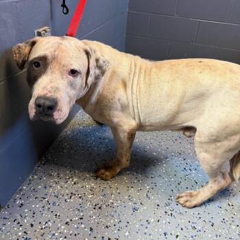 TUSC-Stray-85073 -  Pit Bull Terrier and Mixed Breed Dog for Adoption in Tuscaloosa, Alabama - TUSC-Stray-85073 | PetCurious
