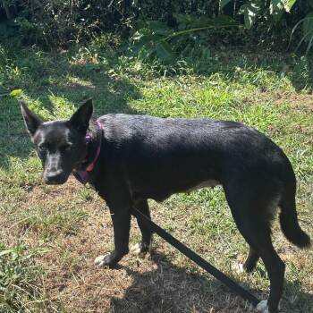 Roxy -  Labrador Retriever Dog for Adoption in Sequatchie, Tennessee - Roxy | PetCurious