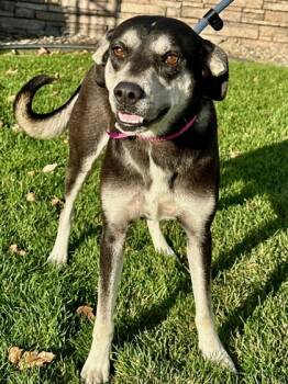 Rescue Shepherd and Siberian Husky Dogs for Adoption in Yakima, Washington - Bailey | PetCurious