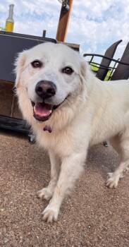 Dixie -  Labrador Retriever and Great Pyrenees Dog for Adoption in Southlake, Texas - Dixie | PetCurious