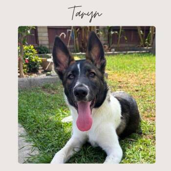 Shepherd and Mixed Breed Dogs Available for Adoption in San Juan Capistrano, California - TARYN | PetCurious