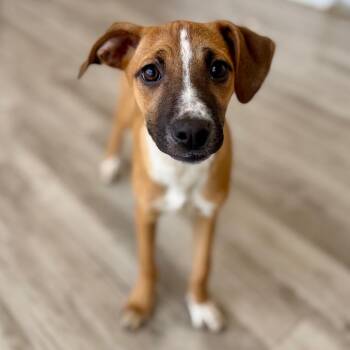 Shepherd and Mixed Breed Dogs Available for Adoption in Green Bay, Wisconsin - Shamrock | PetCurious