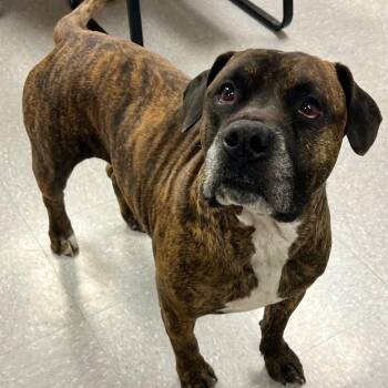 Rescue Boxer Dogs for Adoption in Edinburg, Virginia - Jessie | PetCurious