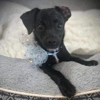 Twinkles -  Miniature Dachshund and Chihuahua Dog for Adoption in Sequatchie, Tennessee - Twinkles | PetCurious