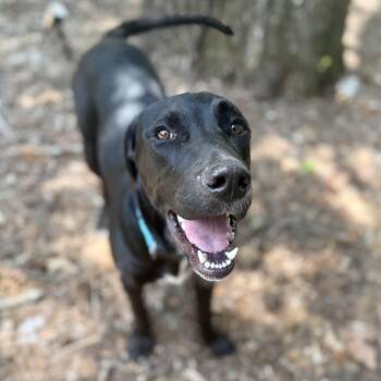 Spark - COURTESY POST -  Labrador Retriever Dog for Adoption in Waitsfield, Vermont - Spark - COURTESY POST | PetCurious