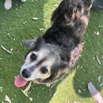 Judy -  Miniature Poodle and Terrier Dog for Adoption in Sonoma, California - Judy | PetCurious