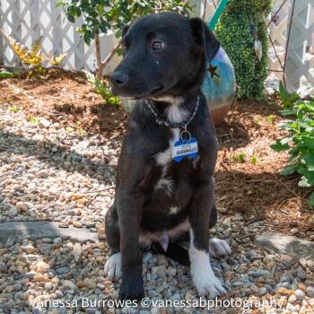 Labrador Retriever Dogs Available for Adoption in Wake Forest, North Carolina - Guermillo | PetCurious