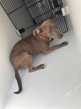 A661858 -  Pit Bull Terrier and Mixed Breed Dog for Adoption in Houston, Texas - A661858 | PetCurious