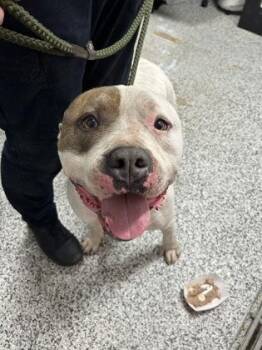 Oliver FKA Gravy -  Mixed Breed Dog for Adoption in West Chester, Pennsylvania - Oliver FKA Gravy | PetCurious