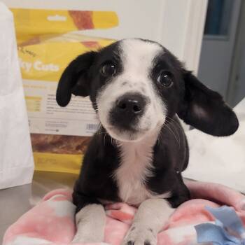 Rescue Mixed Breed Dogs for Adoption in Troy, Illinois - Star | PetCurious