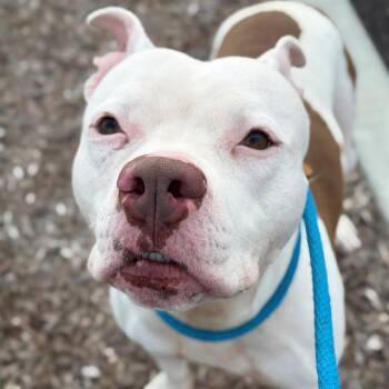 ROYCE -  Pit Bull Terrier Dog for Adoption in Indianapolis, Indiana - ROYCE | PetCurious