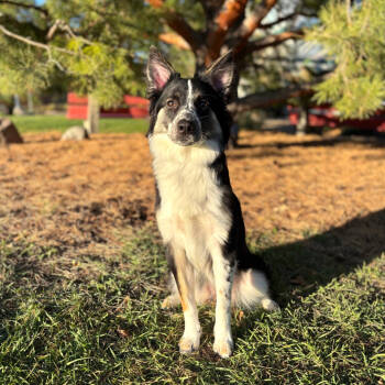 Rescue Australian Shepherd and Mixed Breed Dogs for Adoption in Ada, Minnesota - Pagette | PetCurious