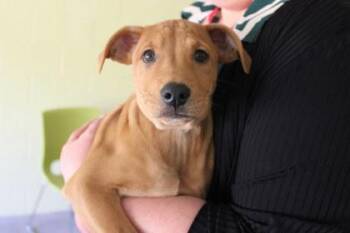 Shawn -  Labrador Retriever and Mixed Breed Dog for Adoption in Kansas City, Missouri - Shawn | PetCurious