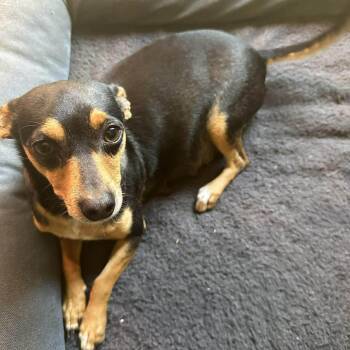 Chihuahua Dogs Available for Adoption in Pelham, New Hampshire - Florence  | PetCurious