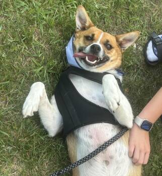 Rescue Anatolian Shepherd Dogs for Adoption in Union Grove, Wisconsin - GUNNER FEE LOWERED | PetCurious