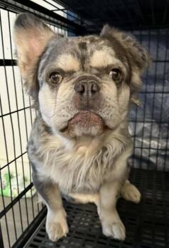 French Bulldog and Mixed Breed Dogs Available for Adoption - Prince | PetCurious