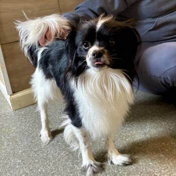 Papillon and Mixed Breed Dogs Available for Adoption in Metamora, Michigan - Lolly | PetCurious