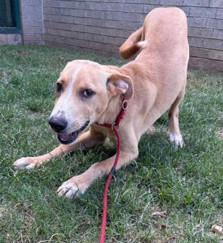 Artie -  Labrador Retriever Dog for Adoption in Little Rock, Arkansas - Artie | PetCurious