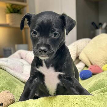 Bloom Pup - Petunia -  Spaniel and Chihuahua Dog for Adoption in San Diego, California - Bloom Pup - Petunia | PetCurious