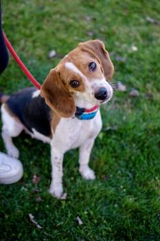 Rescue Beagle Dogs for Adoption in Frankfort, New York - Darla | PetCurious