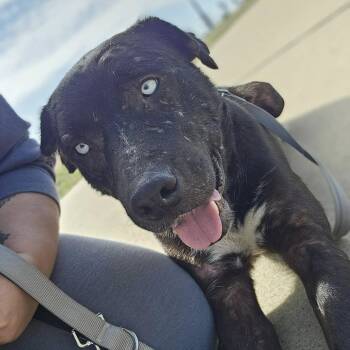 Rescue Chocolate Labrador Retriever and Husky Dogs for Adoption in Aledo, Texas - Ruka | PetCurious