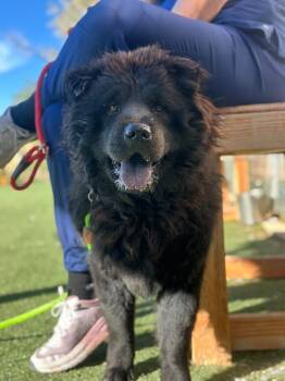 Rescue Chow Chow Dogs for Adoption in Fruit Heights, Utah - Bruce | PetCurious