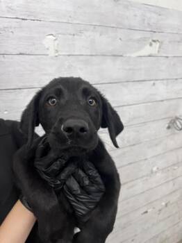 SAVANA -  Labrador Retriever Dog for Adoption in San Bernardino, California - SAVANA | PetCurious