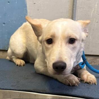 CREAM -  Siberian Husky and Cairn Terrier Dog for Adoption in Camarillo, California - CREAM | PetCurious
