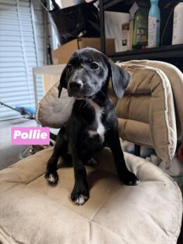 Pollie -  Black Labrador Retriever Dog for Adoption in Semmes, Alabama - Pollie | PetCurious