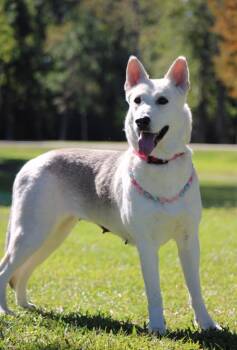 Luna -  German Shepherd Dog and Siberian Husky Dog for Adoption in Houston, Texas - Luna | PetCurious