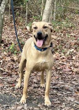 Mixed Breed Dogs Available for Adoption - Liberty | PetCurious