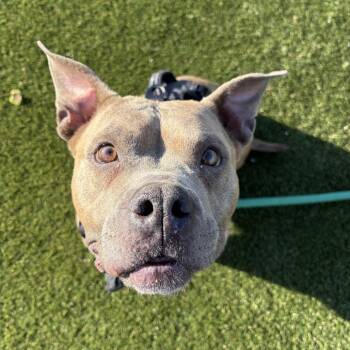 Mixed Breed Dogs Available for Adoption in Philadelphia, Pennsylvania - Whitney | PetCurious