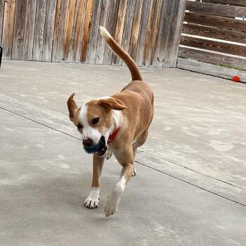 Poppy -  Mixed Breed Dog for Adoption in Freeport, Florida - Poppy | PetCurious