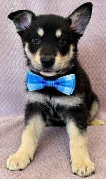 Australian Shepherd and Australian Kelpie Dogs Available for Adoption in Lodi, California - Ryder | PetCurious