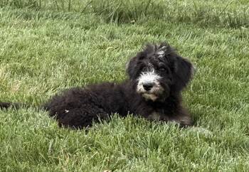 Cupcake -  Poodle Dog for Adoption in South Bend, Indiana - Cupcake | PetCurious