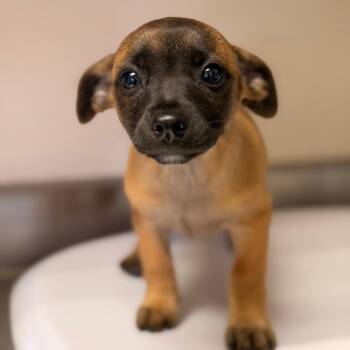 Coach -  Chihuahua and Dachshund Dog for Adoption in San Antonio, Texas - Coach | PetCurious