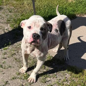 Freeway -  Pit Bull Terrier Dog for Adoption in Valparaiso, Indiana - Freeway | PetCurious