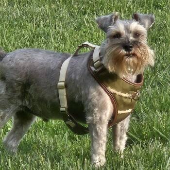 Toby -  Mixed Breed Dog for Adoption in Philadelphia, Pennsylvania - Toby | PetCurious
