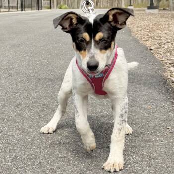 Australian Cattle Dog Blue Heeler and Mixed Breed Dogs Available for Adoption in East Hampton, New York - Fusilli | PetCurious