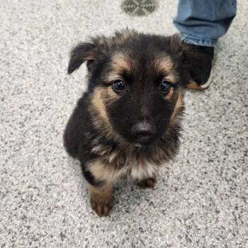 Jason -  German Shepherd Dog Dog for Adoption in Clavet, Saskatchewan - Jason | PetCurious