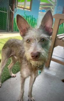 Rover -  Miniature Schnauzer Dog for Adoption in Phoenix, Arizona - Rover | PetCurious