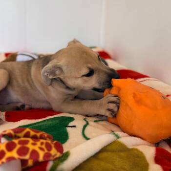 Rena -  English Bulldog and Mixed Breed Dog for Adoption in Green Bay, Wisconsin - Rena | PetCurious